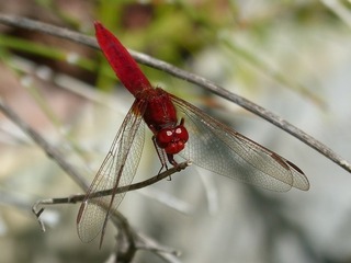 red-dragonfly-2537713_640.jpg