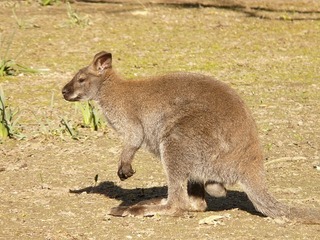 red-necked-wallaby-54039_640.jpg