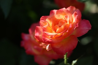 red-yellow-rose-3575480_1920.jpg