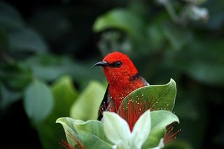 scarlett-honeyeater-686148_640.jpg