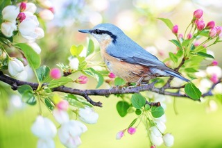 spring-bird-2295431_1280.jpg