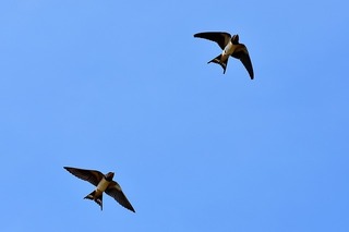 swallows-3850033_640.jpg