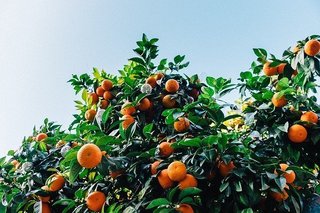 tangerines-1208301_640.jpg