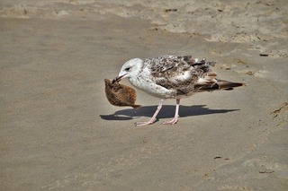 the-seagull-4333094_640.jpg