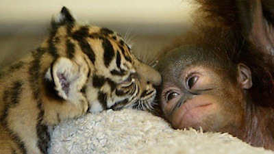 A Baby Tiger and a Baby Orangutan.jpg