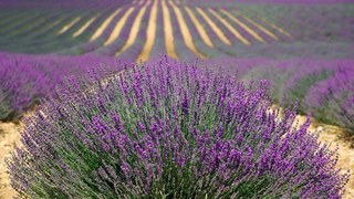 lavender-894919__340.jpg