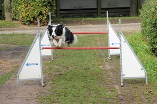 bordercollie-gafb819c38_1920.jpg