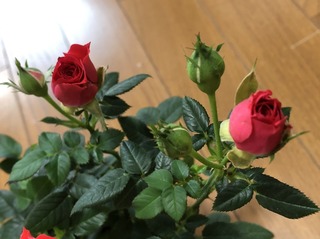 rose2.JPG