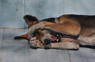 眠い　犬.jpg