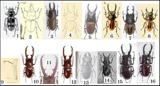 大図鑑に載ってないクワガタたち（主に）: Prosopocoilus lacroixi