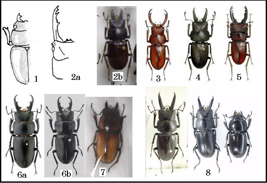 大図鑑に載ってないクワガタたち（主に）: Prosopocoilus属 不明種