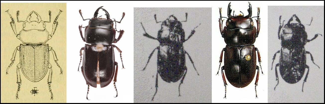 大図鑑に載ってないクワガタたち（主に）: ヒメヒラタの仲間