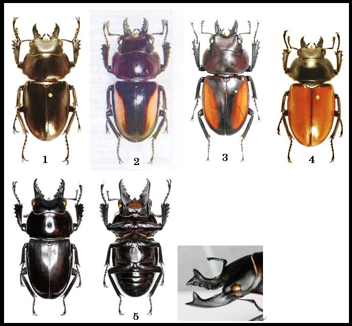 大図鑑に載ってないクワガタたち（主に）: マルバネ・クワガタの仲間 その1