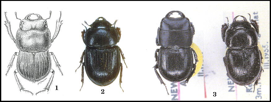 大図鑑に載ってないクワガタたち（主に）: Bomansius属