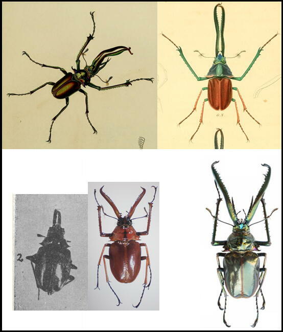 大図鑑に載ってないクワガタたち（主に）: コガシラクワガタ属の仲間