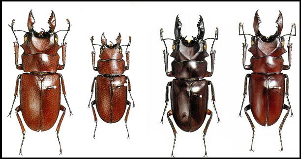 大図鑑に載ってないクワガタたち（主に）: オーウェン・ノコギリと近縁種