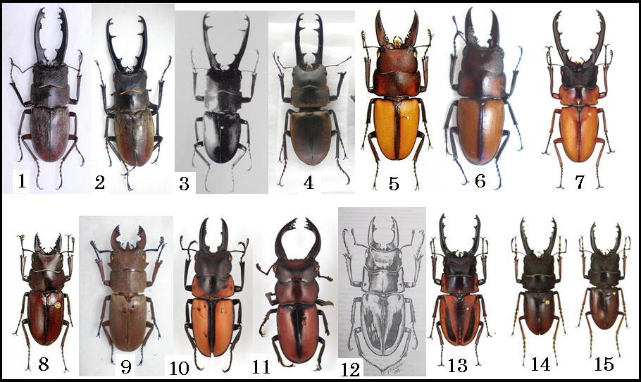 大図鑑に載ってないクワガタたち（主に）: Prosopocoilus属 その2（D～G）