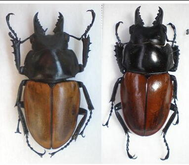 大図鑑に載ってないクワガタたち（主に）: Neolucanus nitidus imitator