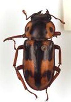 大図鑑に載ってないクワガタたち（主に）: Prosopocoilus lacroixi