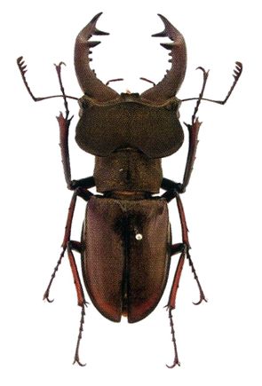 大図鑑に載ってないクワガタたち（主に）: Lucanus liuyei