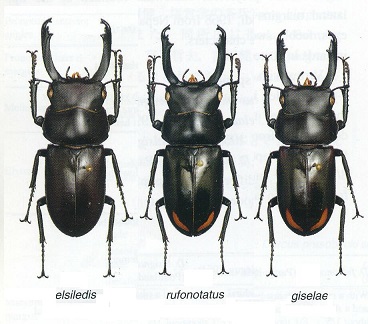 大図鑑に載ってないクワガタたち（主に）: Dorcus bisignatus rufonotatus