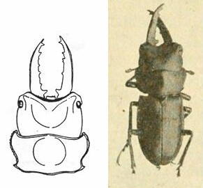 大図鑑に載ってないクワガタたち（主に）: タルサリス系統のノコギリクワガタ