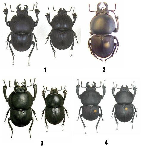 大図鑑に載ってないクワガタたち（主に）: Colophon その1