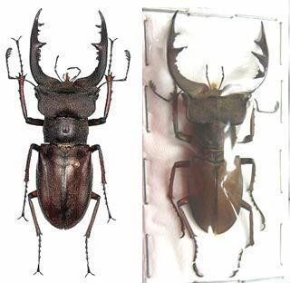 大図鑑に載ってないクワガタたち（主に）: ツカモトミヤマと近縁種 +α