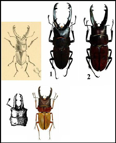 大図鑑に載ってないクワガタたち（主に）: Leptinopterus属 その1