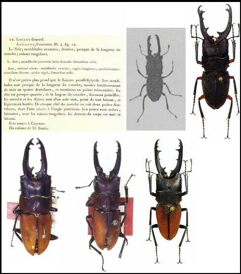 大図鑑に載ってないクワガタたち（主に）: Leptinopterus属 その1