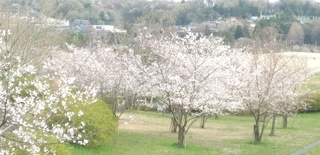 桜5.jpg