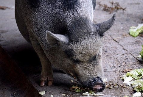 pot-bellied-pig-2698194_640.jpg