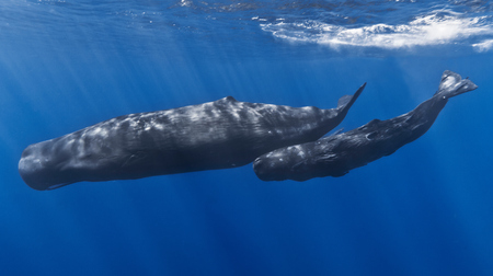 Mother_and_baby_sperm_whale.jpg