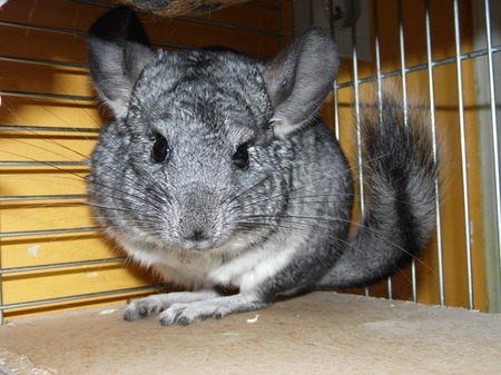 chinchilla-238049_640.jpg