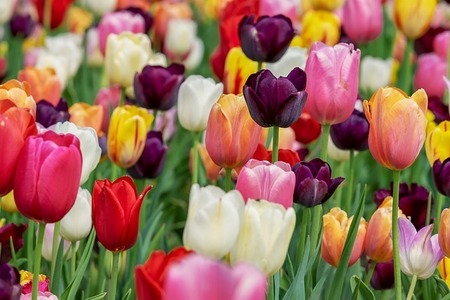 tulips-3365630_640.jpg