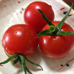 20160822tomato01.jpg