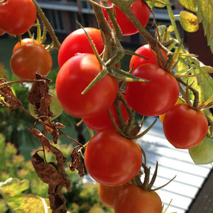 20160822tomato03.jpg