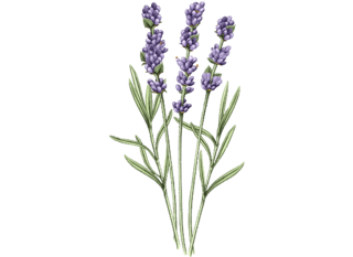 Lavender_Collection.png