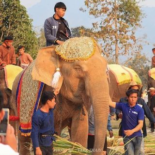 Elephants-Festival-Laos.jpg