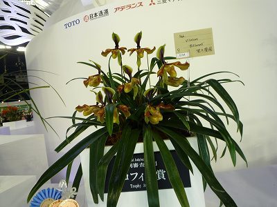 ベランダ蘭栽培48: 世界蘭展日本大賞2015（個別審査部門：原種パフィオ
