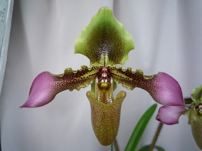 ベランダ蘭栽培48: Paph. hirsutissimum var. esquirolei