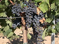 200px-Merlot_Grape.jpg