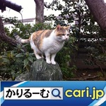 1_cat191129w500x500.jpg