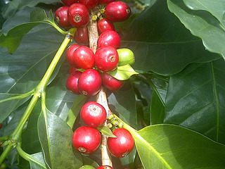 coffee-cherry.jpg