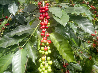 coffee-cherry2.jpg