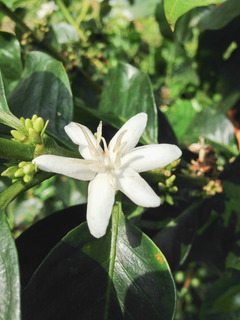 coffee-flower.jpg