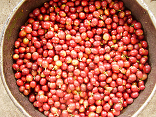 coffee-harvest.jpg