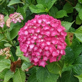 hydrangea_0530_1.jpg