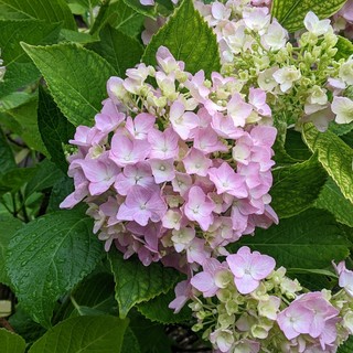 hydrangea_0530_2.jpg