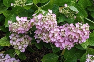 hydrangea_0530_3.jpg